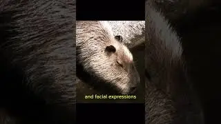 the world's largest and most compact rodent species #shorts #animals #capybara
