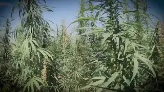 WEB EXTRA: The ABCs Of CBD Oil &ndash; No THC