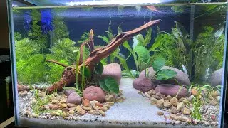 Betta Aquarium Aquascape (5 Gallon planted tank)