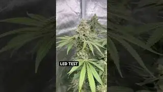 Тест светодиодного освещения - Medicgrow mini sun2 500 Вт - последние дни