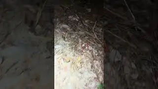 Super Late #coonhunt #ytshorts #coonhunting #coonhound #latenight #hunting #youtubeshorts #hound