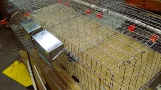 Quail Cage Build and Set Up Start To Finish! #5  Trick #Two Install n Doors!