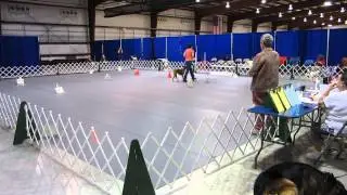 Boxer at AKC Rally receives 96 in novice A