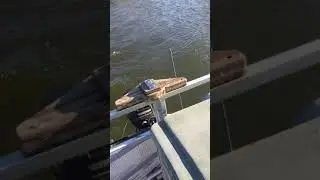 1987  Mercury 8 hp outboard running 17OCT2020