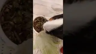 Тестим новый корм JR Farm