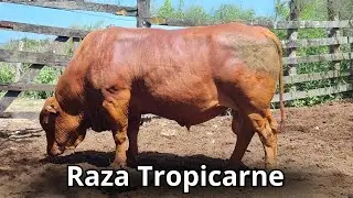Raza de ganado Tropicarne: La Primera Raza Bovina  «%» Mexicana