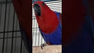 Grand Electus huge size Breaker female #electus #birds #birdsnamesinhindiandenglish #bolnywalatota