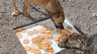street dogs feeding daily routine # dogs #dogsofyoutube #savedogs