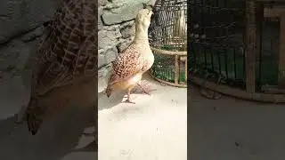 tetar awaz  titer titir  teetar ki awaaz