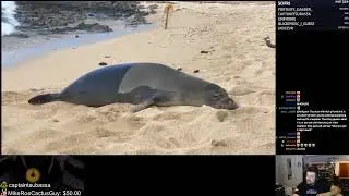 20200415   Roflgator's important message   FunnyLovelyHorseGivePLZ