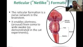 Brain Stem