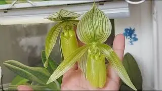 Paphiopedilum Green Horizon.