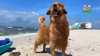 Doggy Dancing Cha Cha Cha 5 Apr 2016