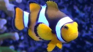 True Percula Clownfish - HD