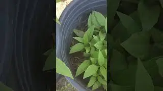 Look at these sunchokes!