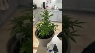 R&eacute;colte autofloraison , culture ext&eacute;rieur