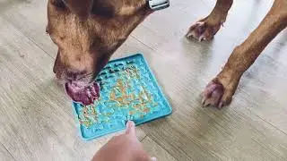 Fun Dog Enrichment | Peanut Butter + Banana Lick Mat (Activity Jar)