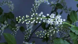 Bugge Wesseltoft and Henning Kraggerud: Last Spring