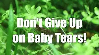 Don't Give Up On Baby Tears