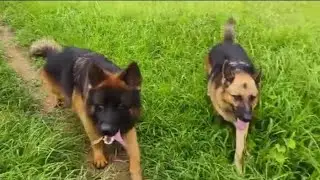 Germany import Brix Rob Kruan son || Import German shepherd || Pets world official || 7903135882 ||