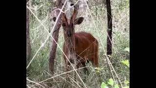 Terrifying Barking Deer Encounter: Warning Call and Feet Stomping in the Wild #animals