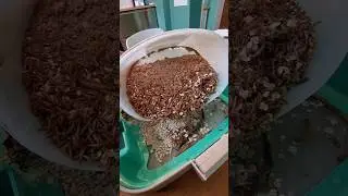 living in the #tinyfarm #mealworms get fed both dry food #oatmeal and they #upcycle #foodwaste ♻️