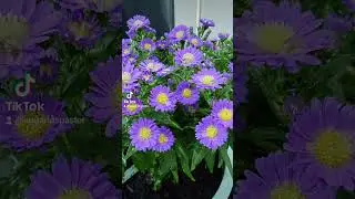 My plant addiction