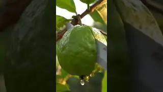 guava fruit 🤪 fresh cutting ASMR sound #satisfying #fruit #cutting #relaxing #viral #shorts