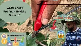 Right Way to Prune Water Shoots &ndash; Full Apple Orchard Guide 🌳✂️🍎💦