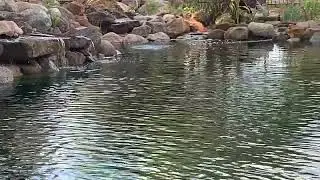 Natural swimming hole austin texas