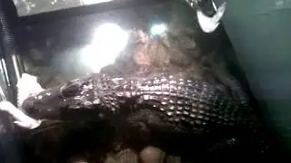 Crazy Pets/ Al da gator & Izod @UneekTelevision