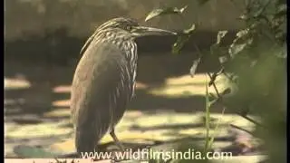 Indian Pond Heron (Ardeola grayii)