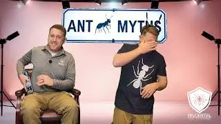 5 Common Ant Myths