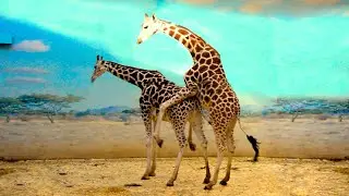 Giraffe Mating Giraffe mating time and other