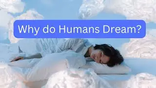 Why do Humans Dream? Do Animals and Insects Dream?