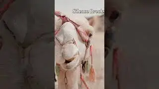 🐪🏁 The UAE&rsquo;s Fastest Tradition &ndash; Camel Racing in Umm Al Quwain!