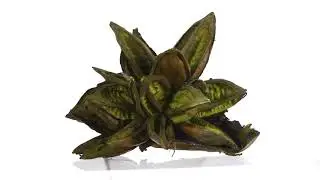 Vickerman 6
