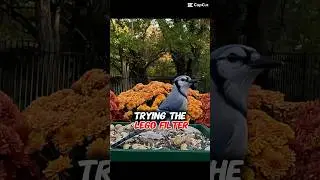 Trying the LEGO Filter.   Had to try this with the birds and the last one is my favorite 😂 #birds