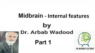 Midbrain  - Internal features Part 1 | Neuroanatomy | Lecture 48 by Dr Arbab Wadood