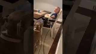 Mom catches baby feeding the dog his dinner!