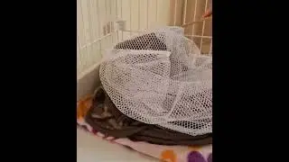 ベッキーちゃんを受診へ