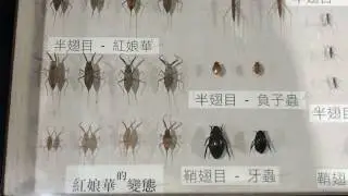台灣水生昆蟲圖鑑 2 - 木生昆蟲博物館