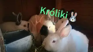 Króliki🐰❤️...