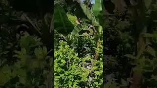 Mata de COCA COLOMBIA