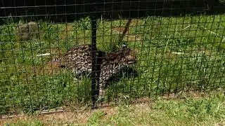 The Big Cat Zoo