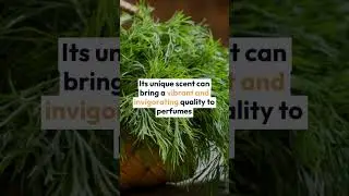 Dill: The Fresh Herbaceous Note in Perfumery 🌿✨ #Dill #Fragrance