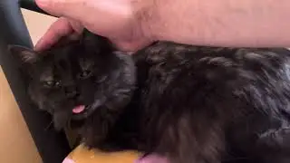 Cute Cat Shanty relaxing. Funny Cat video for relaxation and good vibes. Relaxing video for sleep 