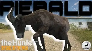 Hunting the NEW Desert Big Horn Sheep leads to a unexpected RARE! | The Hunter Call of the Wild
