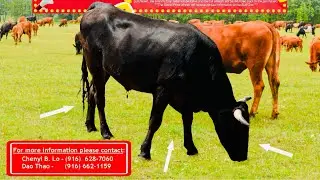 Животноводческая ферма г-на Гомеса, коровы и буйволы: Южный Фресно, Калифорния (низкая цена) 2025...