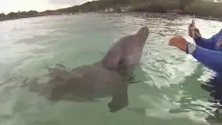 Anthony's Key Resort Roatan - Dolphin Snorkel